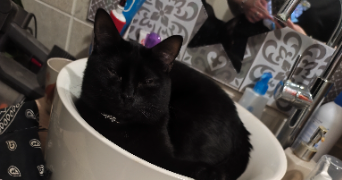 angelique pet sitter à FAMECK 57290_2
