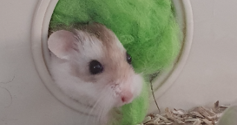 elea pet sitter à Ortaffa 66560_10