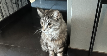 laura pet sitter à MORBIER 39400_2
