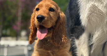 wilson pet sitter à Caen 14000_2
