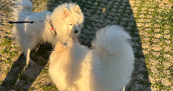 anoria dog sitter à FONTENAY SOUS BOIS 94120_2