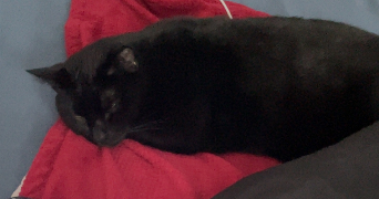 elsa pet sitter à PARIS 20 75020_2