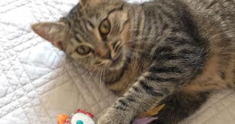 cabellic pet sitter à LINAS 91310_3