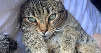 léa pet sitter à LE CHESNAY ROCQUENCOURT 78150_1