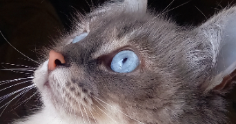 chloe pet sitter à TOULOUSE 31400_4