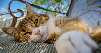 johanna pet sitter à BLAGNAC 31700_2