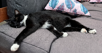 théa pet sitter à LE PEAGE DE ROUSSILLON 38550_2