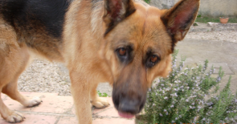 bertrand pet sitter à ALES 30100_2