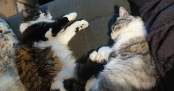 guillaume pet sitter à CHANTEPIE 35135