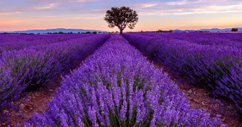 laurie pet sitter à BOBIGNY 93000