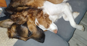 elea pet sitter à BORDEAUX 33100_1