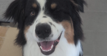 laurenzio pet sitter à NICE 06000_4