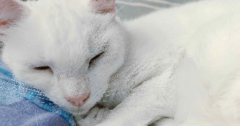 anaïs pet sitter à RONCHIN 59790_1