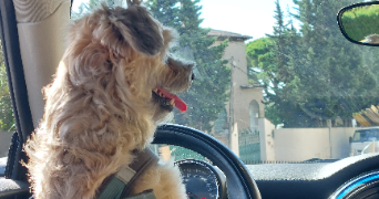 coralie pet sitter à CANNES 06400_3