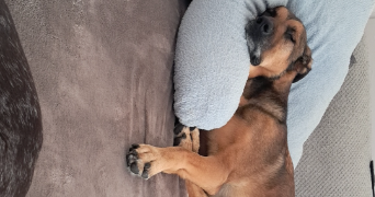 ophélie pet sitter à Le bourg dun 76740_6