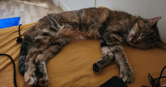 sophia pet sitter à PARIS 20 75020_1