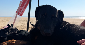 lola pet sitter à MAISONS ALFORT 94700_2