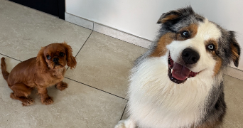 marion pet sitter à MONTELIMAR 26200_5