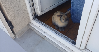 maëlys pet sitter à GRENOBLE 38100_2
