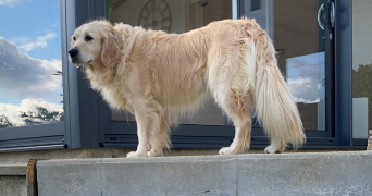 hind pet sitter à CRUVIERS LASCOURS 30360_3