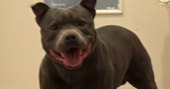 laurent pet sitter à HUNINGUE 68330_9