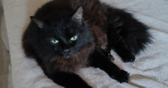 mégan pet sitter à MULHOUSE 68200_7