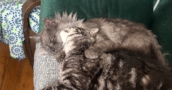 elysa pet sitter à PARIS 15 75015_2