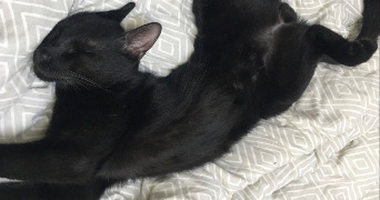 jade pet sitter à montpellier 34000_2