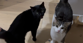 pauline pet sitter à LILLE 59000_7