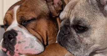 jennifer  pet sitter à Carpentras 84200_3