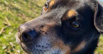 séléna pet sitter à ORSAY 91400