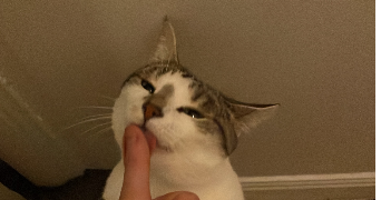 noémie pet sitter à Paris 75015_0