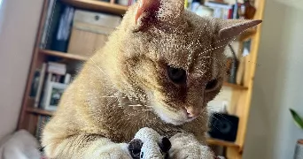 jade pet sitter à ST JEAN DE BRAYE 45800