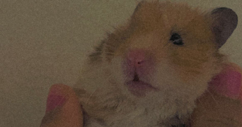 josiany  pet sitter à TOULOUSE 31400_9