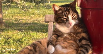 roxane pet sitter à BEAUZELLE 31700_3