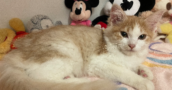 sélénia pet sitter à ELBEUF 76500_5