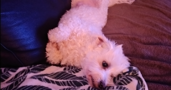 alexandra pet sitter à NICE 06000_4