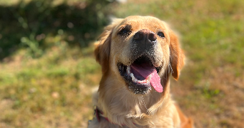 maiwenn pet sitter à ST THURIAL 35310_1