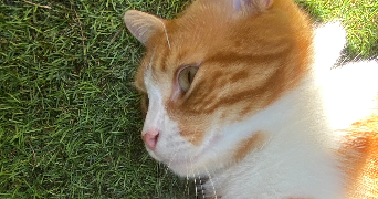 loubna pet sitter à NANTERRE 92000_0