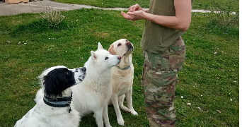 elodie pet sitter à SALIES DE BEARN 64270_1