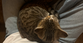 louane pet sitter à MACHECOUL ST MEME 44270_8