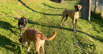 Audrey dog sitter à RUEIL MALMAISON 92500_4