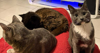 virginie pet sitter à BRIGNOLES 83170_6