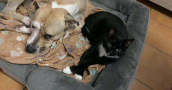 angela pet sitter à MONTCOURT FROMONVILLE 77140_2