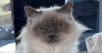 mauranne pet sitter à NANGY 74380_3