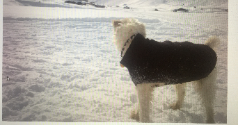 marc pet sitter à NEUILLY SUR SEINE 92200_4