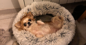 sylvie dog sitter à REXPOEDE 59122_2