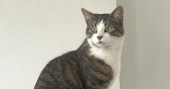 sophie pet sitter à CLERMONT FERRAND 63100_7