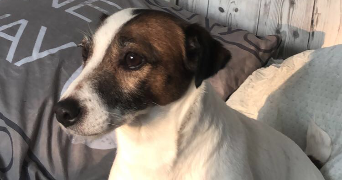 aurélie  pet sitter à Billère 64140_0