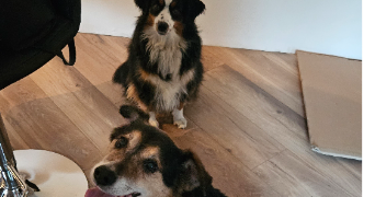 audrey pet sitter à PELOUSEY 25170_5